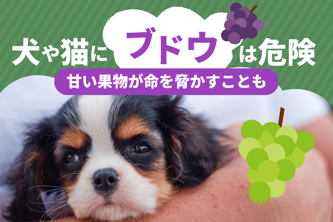 犬や猫にブドウは危険