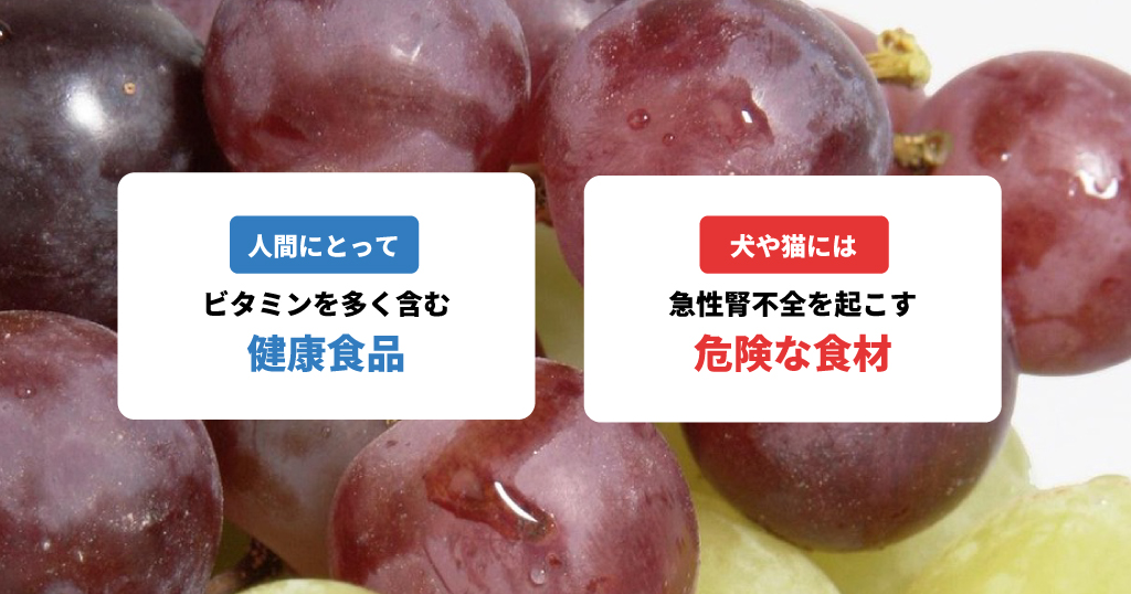 人とペットの対比