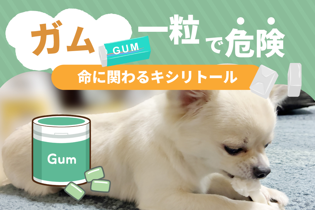 犬と猫のキシリトール中毒