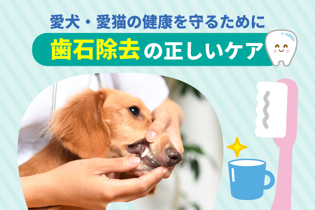 歯石除去のサムネイル画像