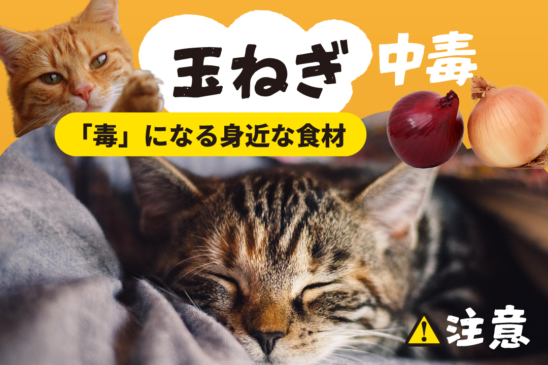 玉ねぎ中毒に注意