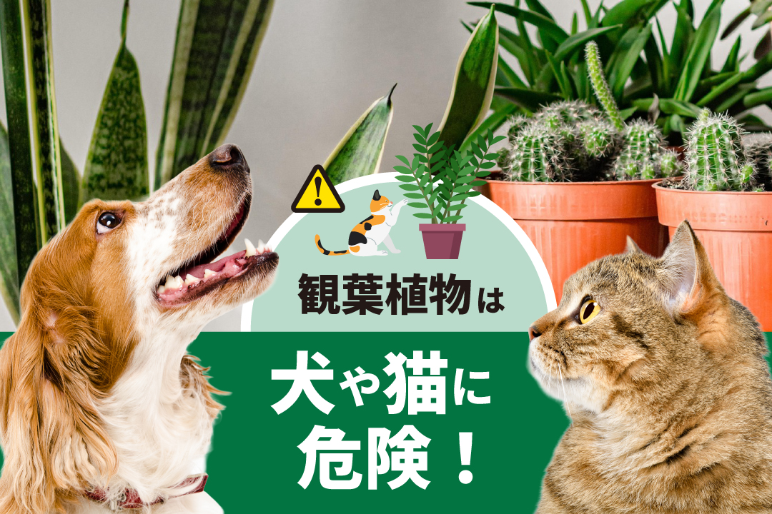 観葉植物