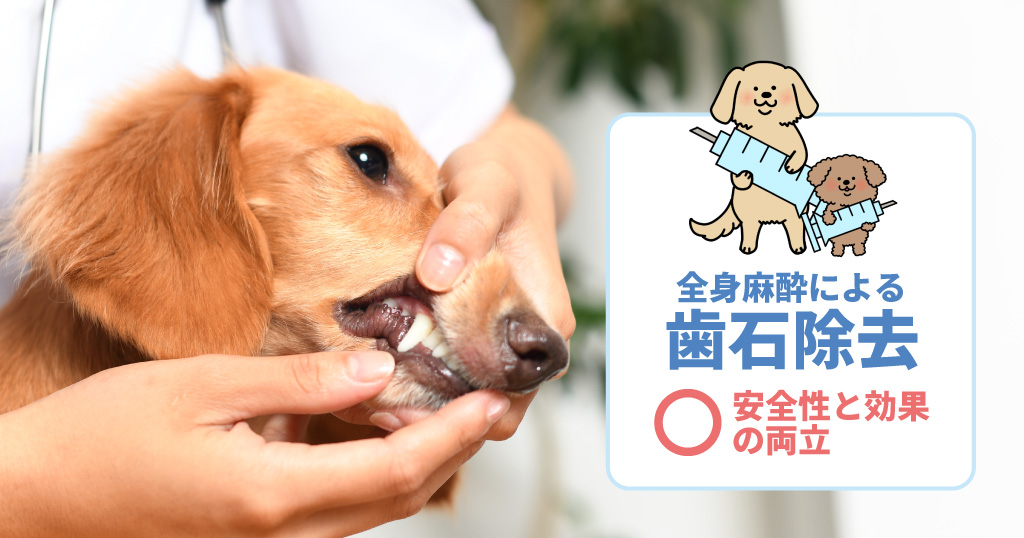 麻酔による歯石除去は安全