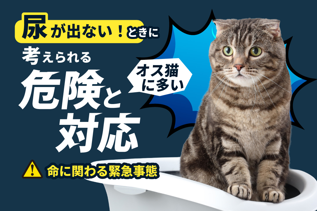 尿が出ない時の対応