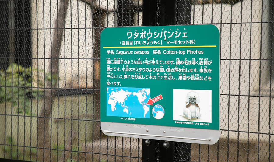 ワタボウシパンシェ