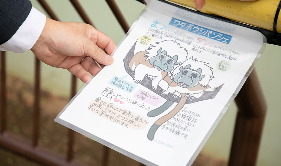 ワタボウシパンシェイラスト