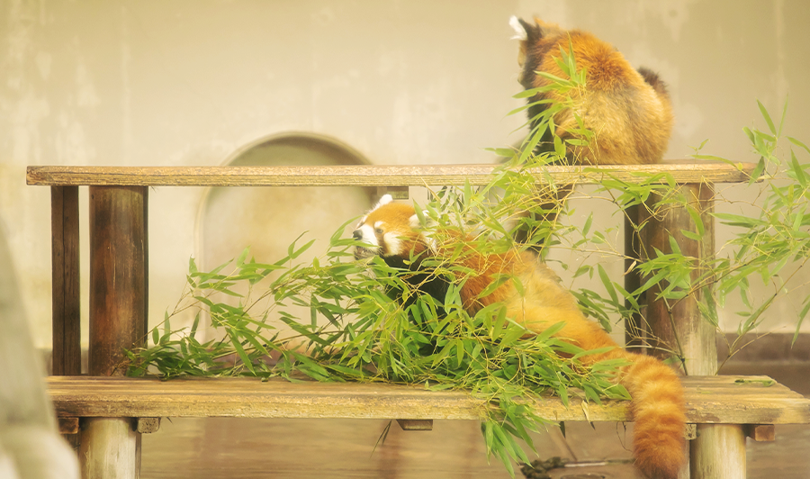 レッサーパンダ