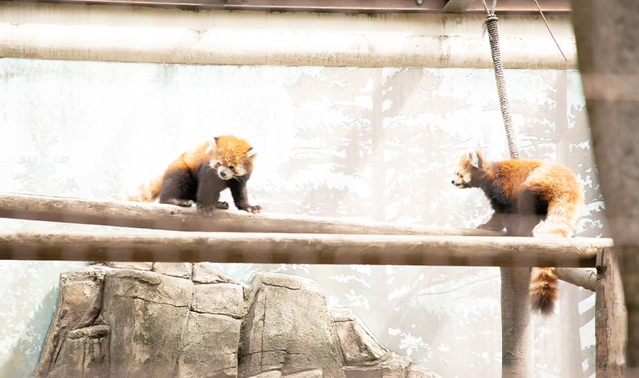 レッサーパンダ舎