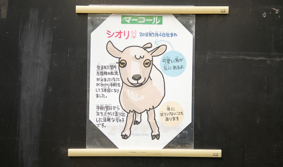 マーコールイラスト