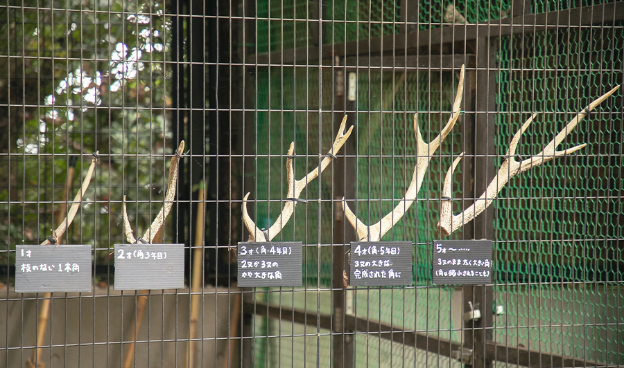 ホンシュウジカのツノ