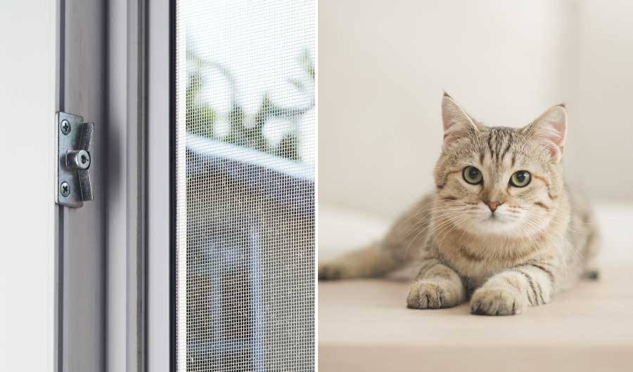 完全室内飼育でも感染する可能性