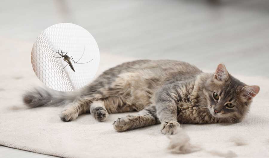 猫のフィラリア症の症状